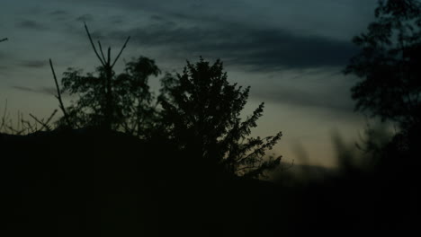 puesta de sol detrás del bosque, siluetas de árboles negros en primer plano, cielo azul y rojo con algunas nubes