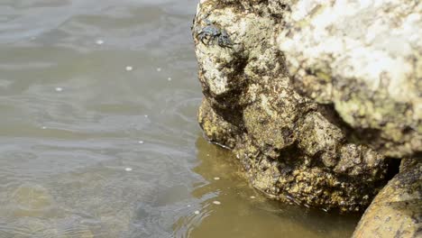 dos pequeños cangrejos al borde de una gran roca en la costa pacífica sur de costa rica