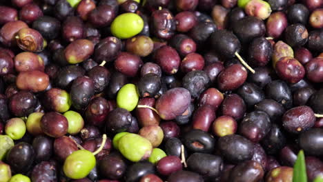 aceitunas orgánicas crudas después de la cosecha, listas para aceite virgen extra