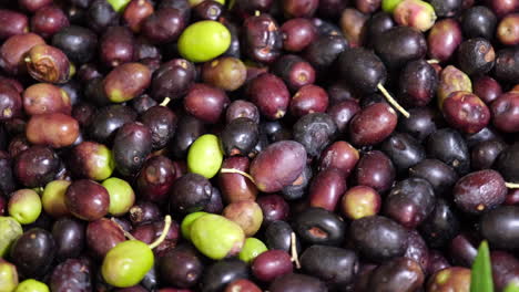 raw organic olives after harvest, ready for extra virgin oil