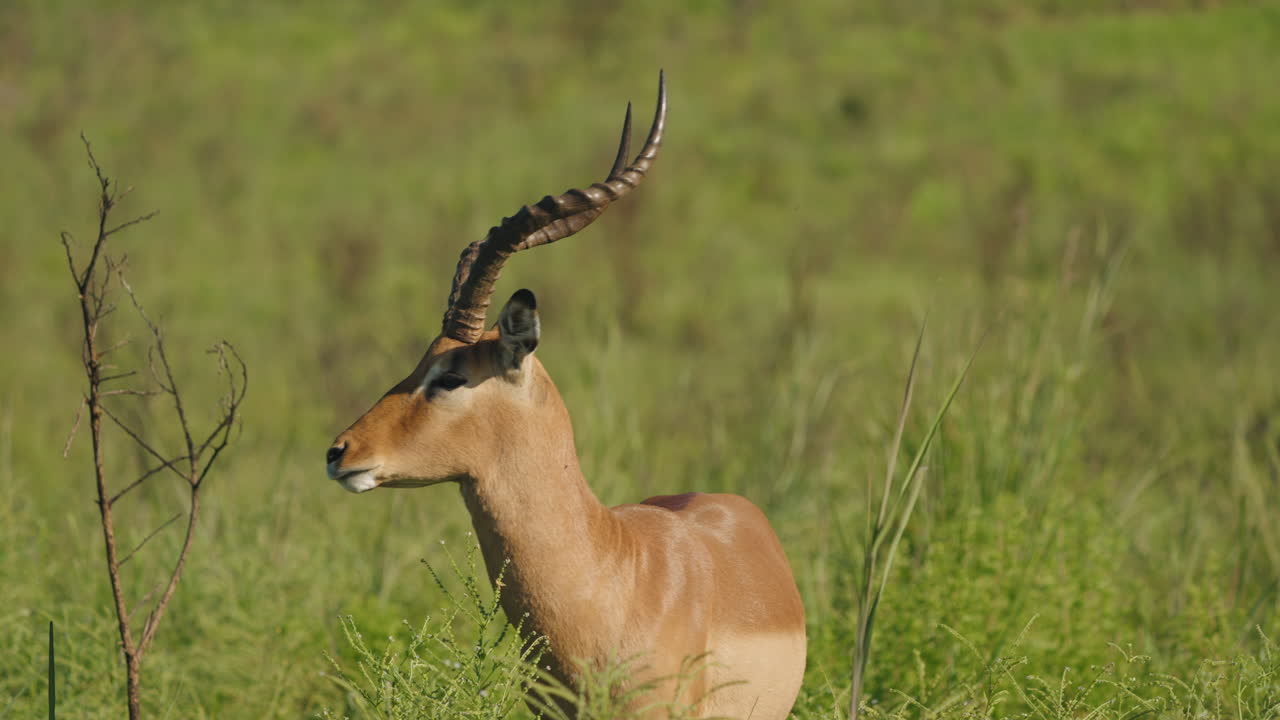 impala comiendo, en la sabana sudafricana, la hierba es verde y la escena está iluminada por la hermosa luz del sol