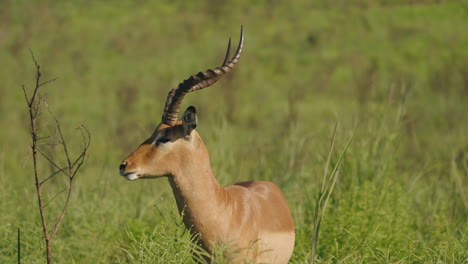 impala eating, in south african savannah, the grass is green and the scene is enlighten by beautiful sunlight