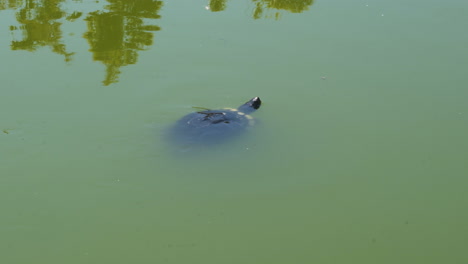 freshwater turtle swimming in green turbid water in pond in spain