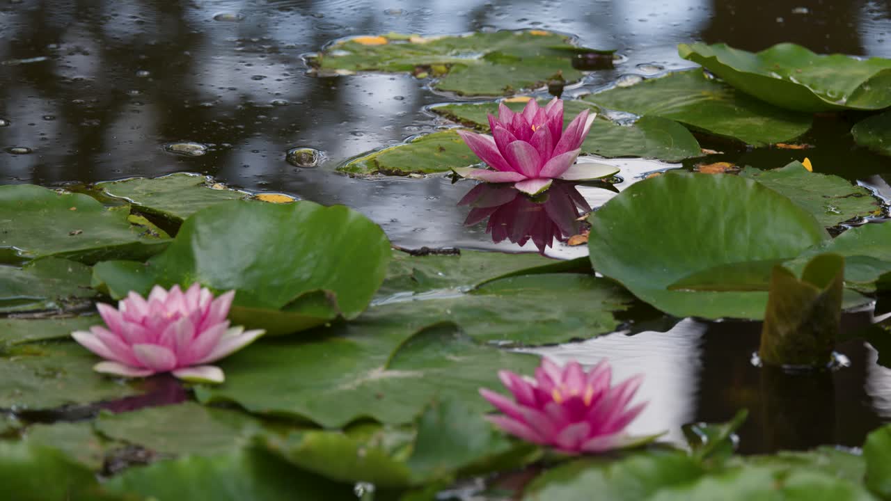 Pink water lilies and green leaves float peacefully on a reflective pond, gentle camera movement