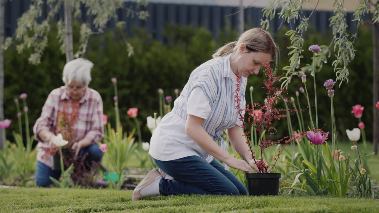 mujer con madre anciana trabajando juntos en el jardín - plantar flores