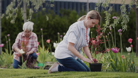 woman with elderly mother working together in the garden - planting flowers