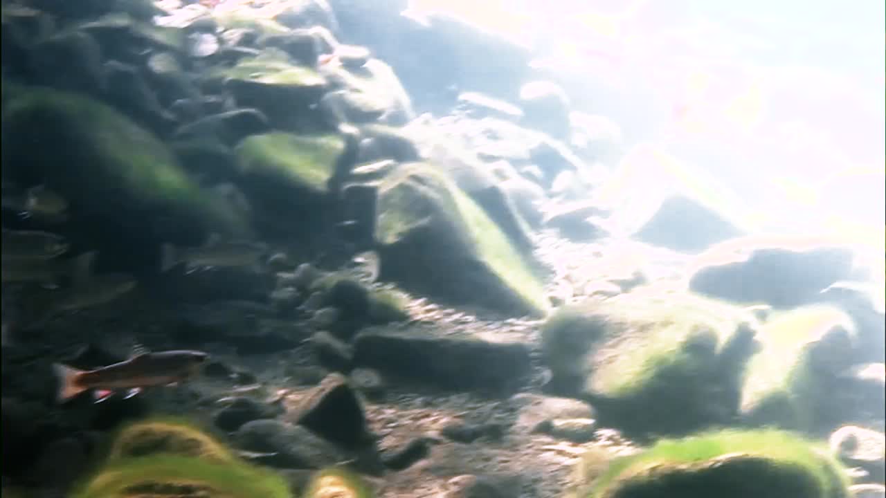 송어는 햇볕이 잘 드는 개울에서 학교로 수영하는 것을 볼 수 있습니다.