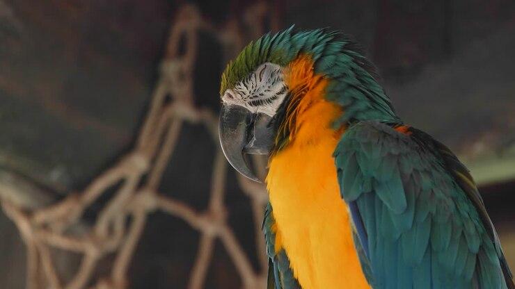 Guacamayo azul en un parque zoológico.