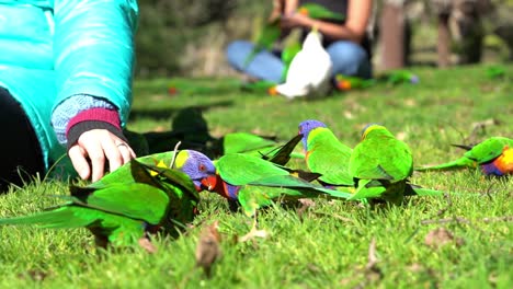 Australischer-Regenbogen-Lorikeet,-Der-Sich-Auf-Gras-Ernährt