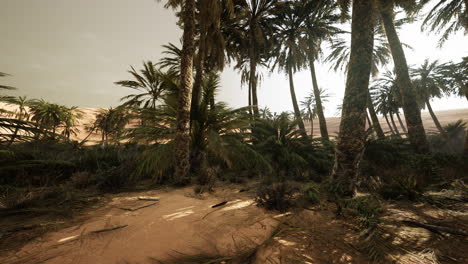 the palms oasis trail is one of many popular hikes in national park