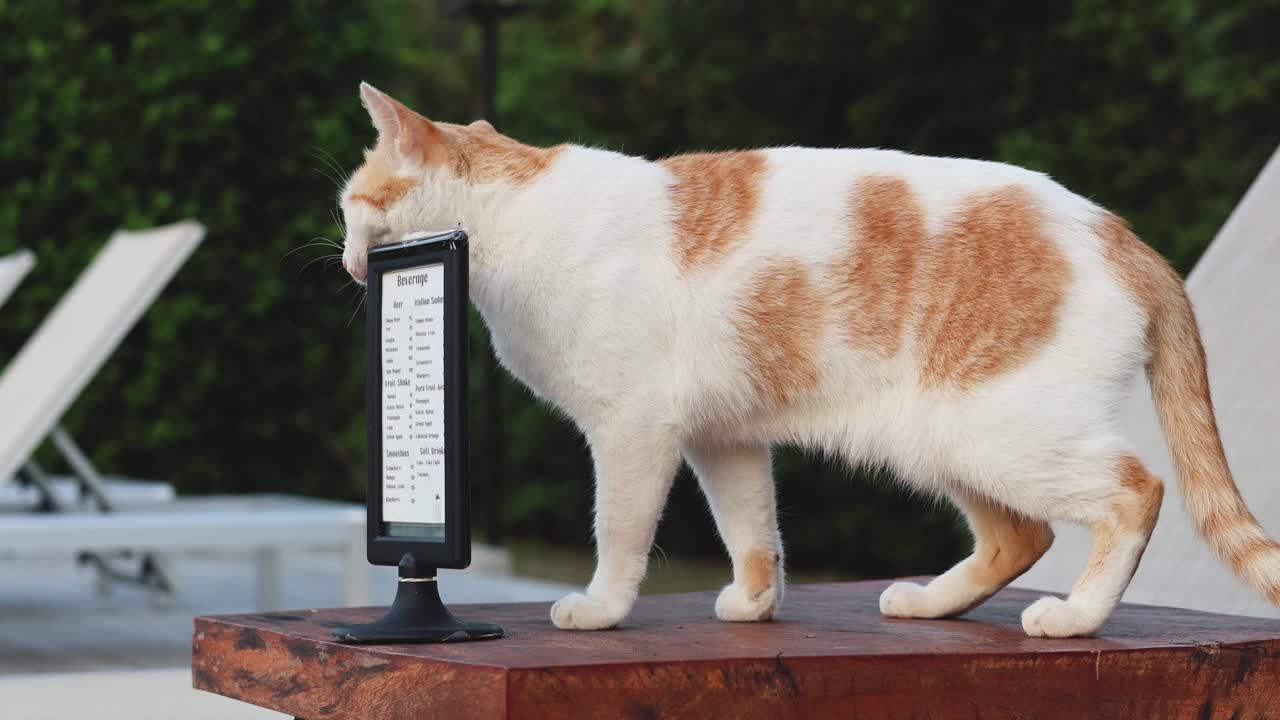 고양이 가 틱 하는 메트로 을 검사 하고 만지고 있다