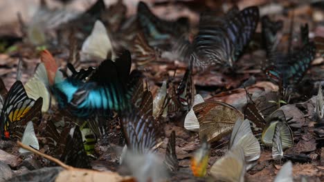 mariposas de colores variados que se alimentan de minerales en el suelo del bosque mientras que otras mariposas blancas vuelan alrededor, parque nacional kaeng krachan, tailandia