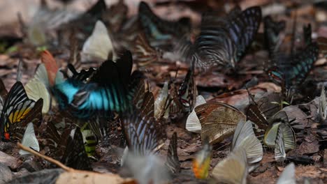 assorted coloured butterflies feeding on minerals on the forest ground while others white butterflies fly around, kaeng krachan national park, thailand