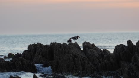 Aves-Ostreras-Posadas-Sobre-Rocas-Junto-Al-Mar-Al-Atardecer,-Mar-En-Calma-Al-Fondo,-Escena-Tranquila