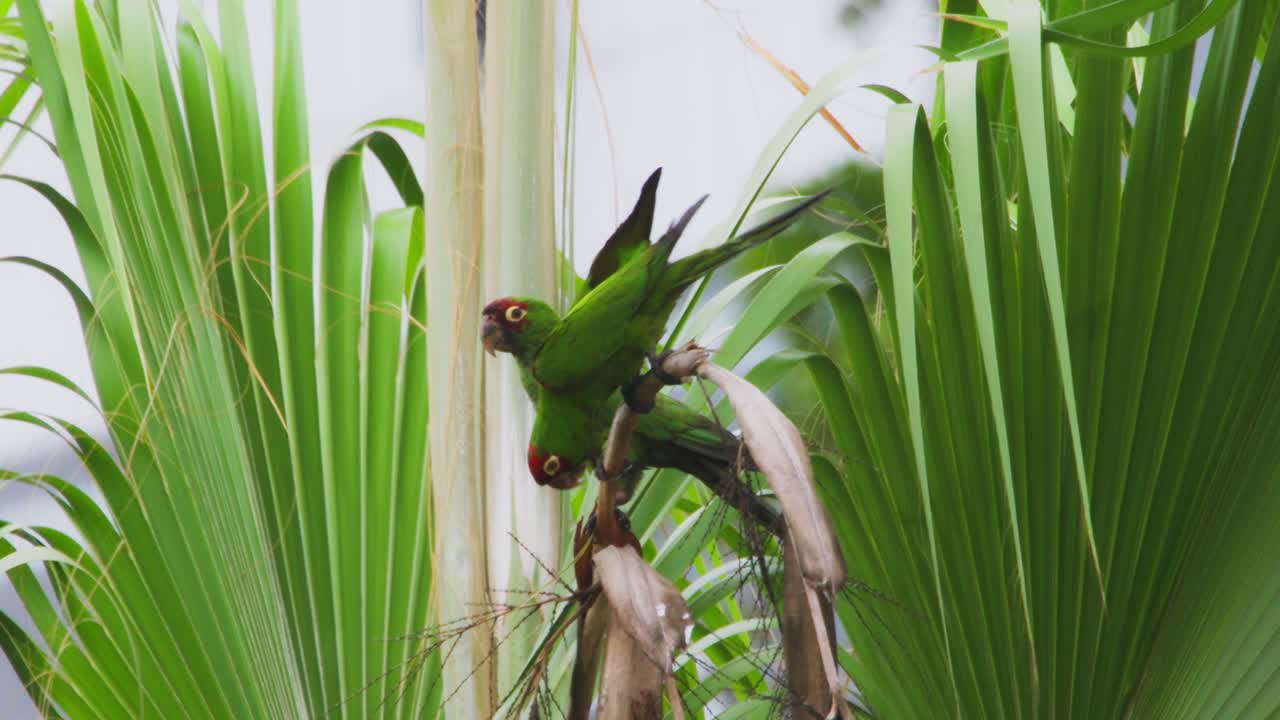 Green parrots perched on tree branches, surrounded by lush green palm leaves