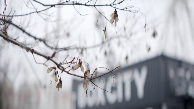 Winter Branches with Seeds and Box City Building