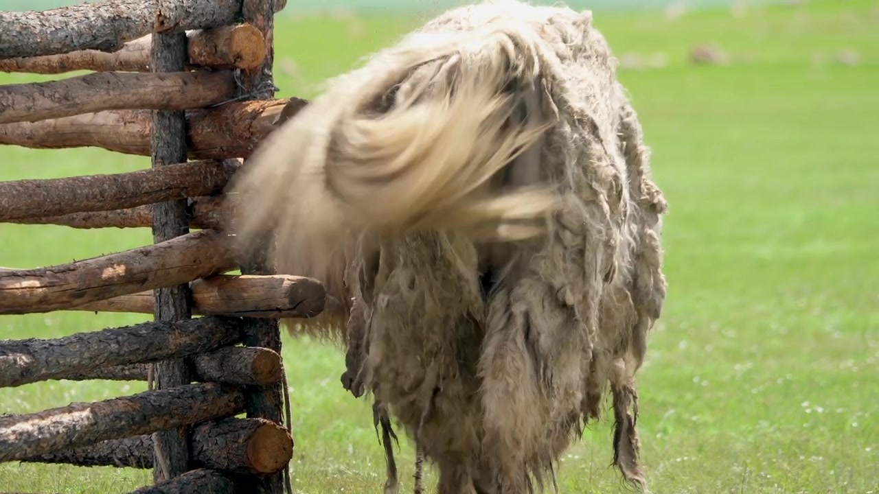 Yak hirsute debout dans une prairie verdoyante près d'une clôture en bois.