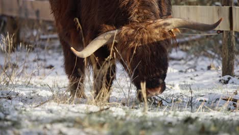 horned furry highland cow grazing on grass by fence in winter snow