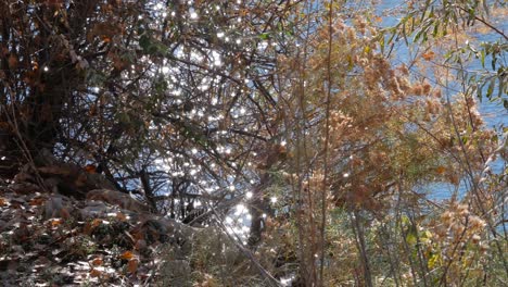 el agua brillante del río arkansas centellea a través del follaje de otoño
