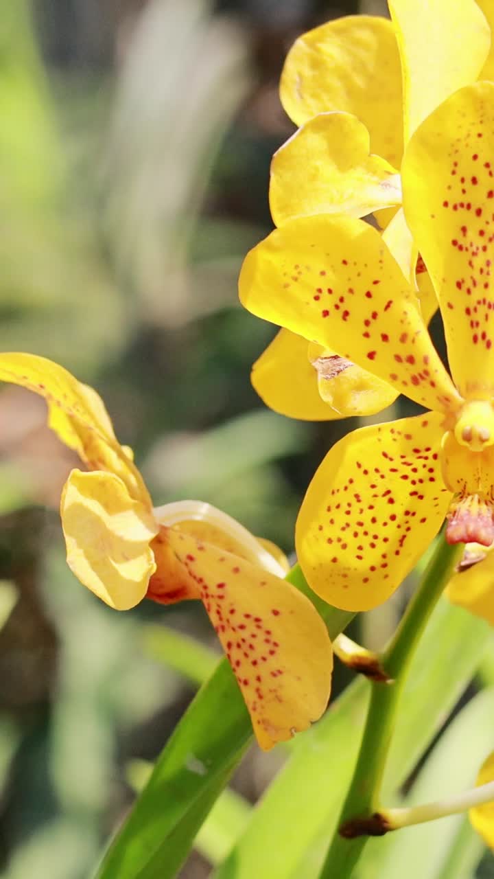 Orchidee giallo brillante ondeggiano delicatamente in un giardino soleggiato, mettendo in mostra i loro colori vivaci e i motivi intricati.