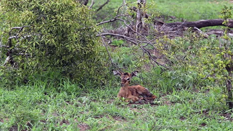 newborn baby impala tries to stand up for the first time and falls back down