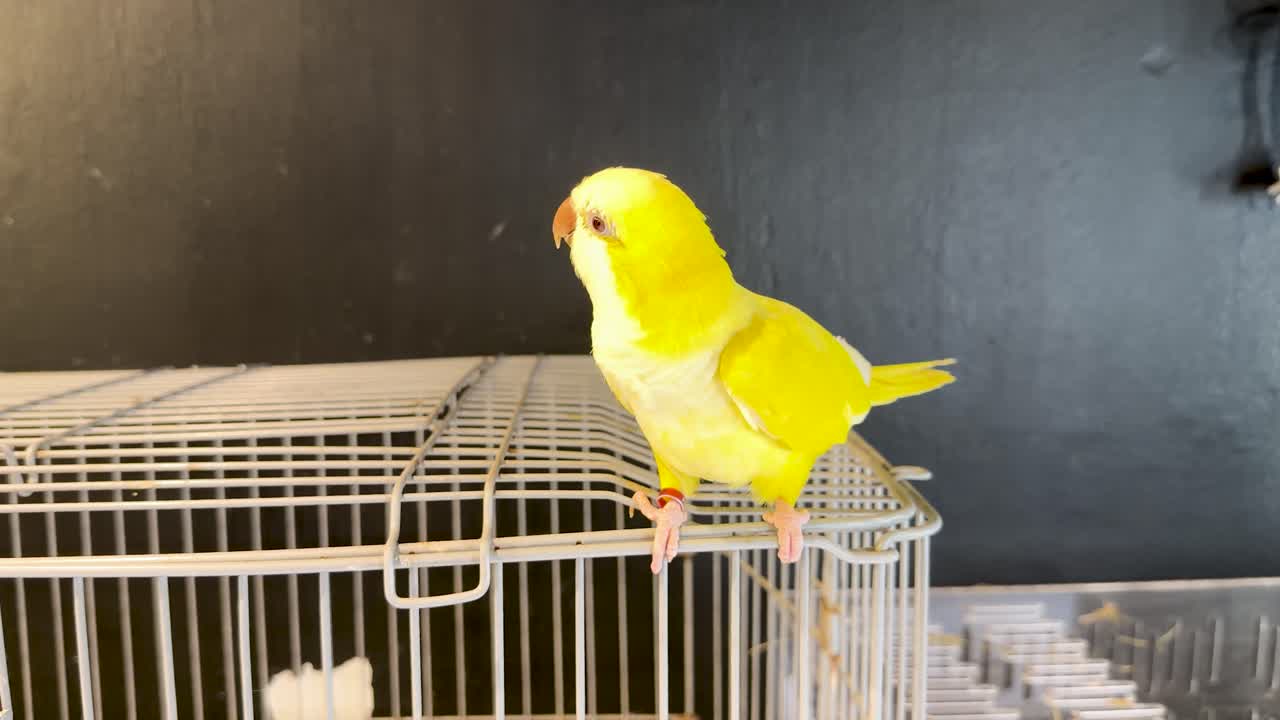 Un periquito monje amarillo vibrante se posa en una jaula metálica, mirando a su alrededor con iluminación interior.