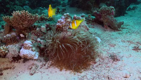 red sea anemonefish swimming inside sea anemone on coral reef