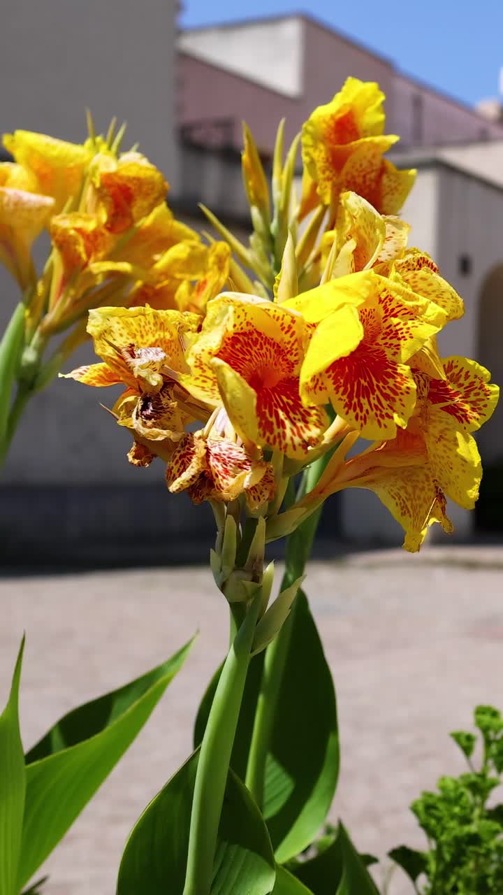 Fiori di Canna in un soleggiato cortile napoletano