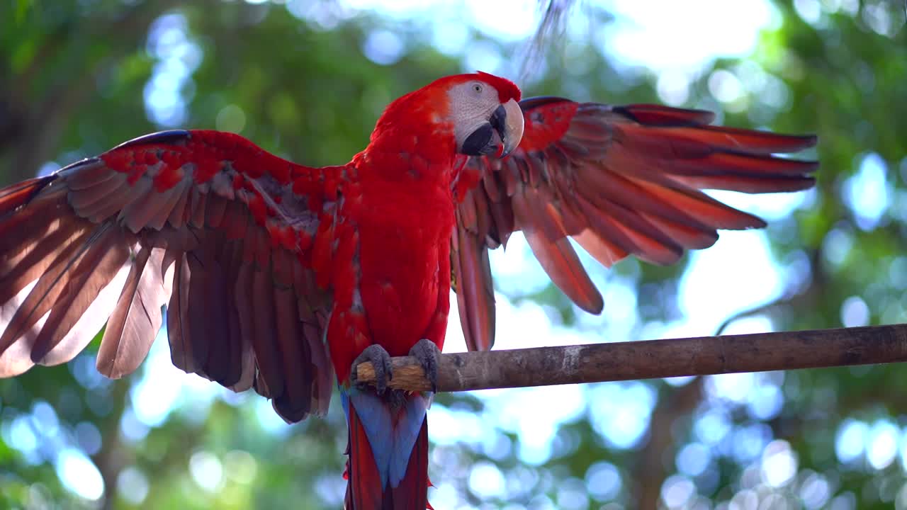 loro rojo. pájaro exótico en la selva