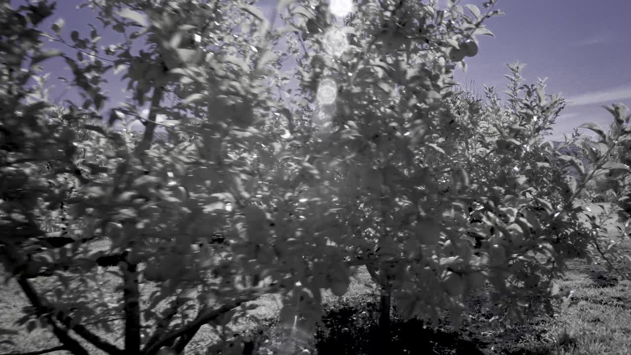 Orchard Trees in Sunlight