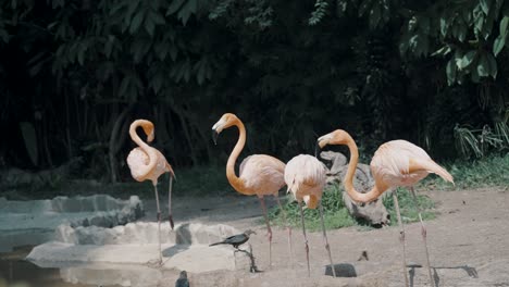 american flamingos pecking food from the ground with black crows on a sunny day