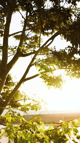 big tree foliage in morning light with sunlight