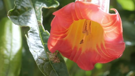 extravagante flor naranja y amarilla en medio de la vegetación verde