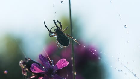 spider on dewy web with flower