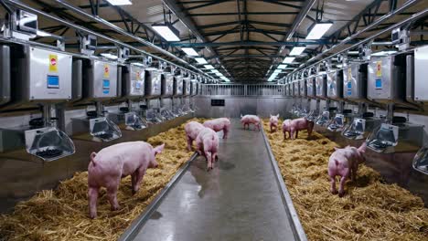 modern pig farm with automated feeding systems