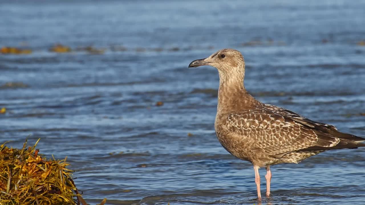 Brown gull looking around on the beach among green herbs and flowing water
