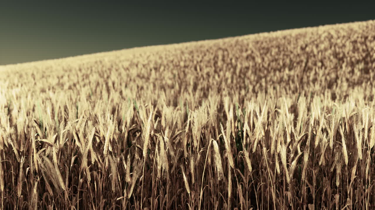 el campo de trigo dorado en el verano caliente
