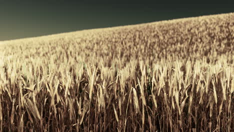 golden wheat field at hot summer