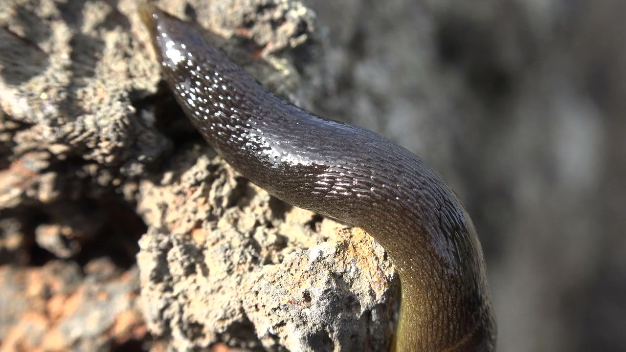 Una lumaca marrone che striscia lentamente su una superficie rocciosa ruvida