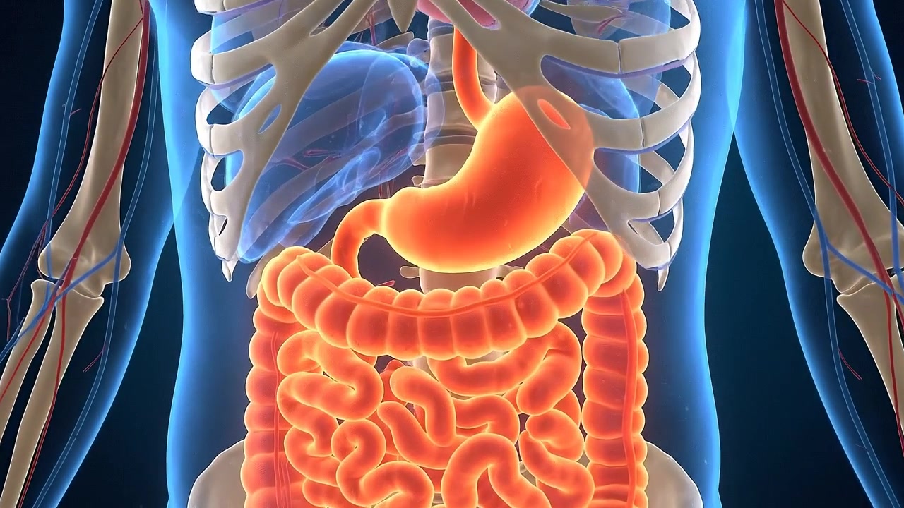 3D Medical Animation of Human Digestive System Anatomy