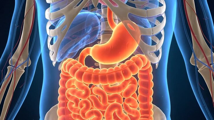 3D Medical Animation of Human Digestive System Anatomy