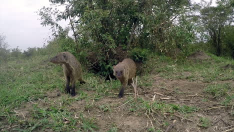 Ein-Neugieriges-Mungospaar-Kommt-Aus-Seiner-Höhle-Und-Nähert-Sich-Der-Kamera-In-Der-Masai-Mara,-Kenia---Nahaufnahme