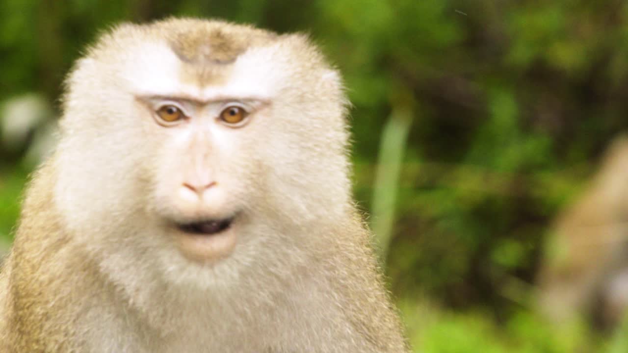 mono, macaco de cola de cerdo, con hermosos rasgos faciales, masticando comida