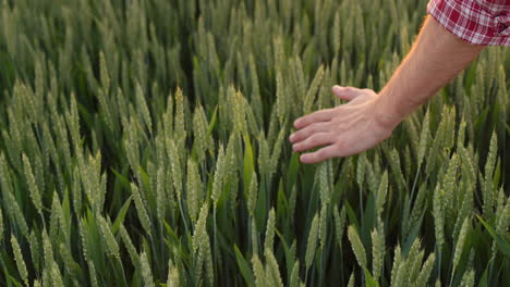 farmer's hand stroking ears of wheat at sunset. top view