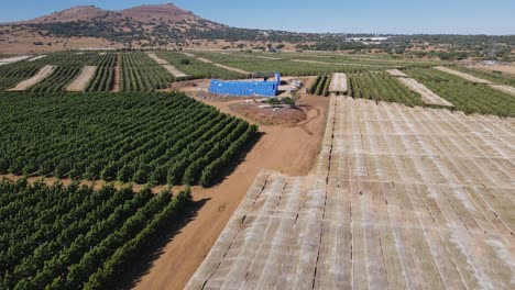 Nectarine-and-apple-farm-in-Israel-with-Mount-Bental-and-Mount-Avital-in-background,-drone-view