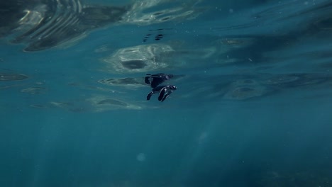 tortuga marina bebé nadando y ascendiendo en la superficie para respirar aire junto al océano