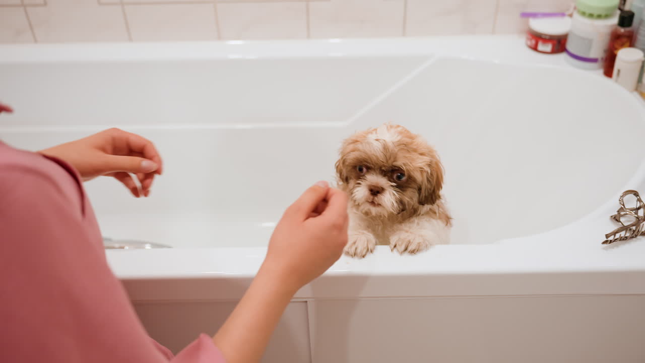 Puppy Receiving Gentle Bath And Relaxation, Calm Puppy Bathing Session With Caring Human And Soothing Products, Woman Meticulously Bathing Her Puppy With Gentle Rinsing And Comforting Bath Supplies