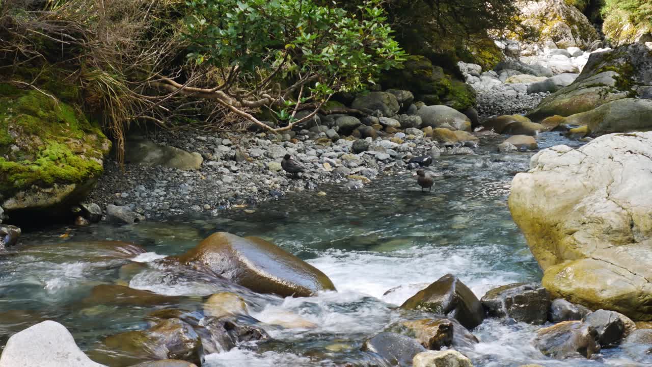 Fugle køler sig i en naturligt strømmende flod på en solskinsdag, Falls Creek, New Zealand.