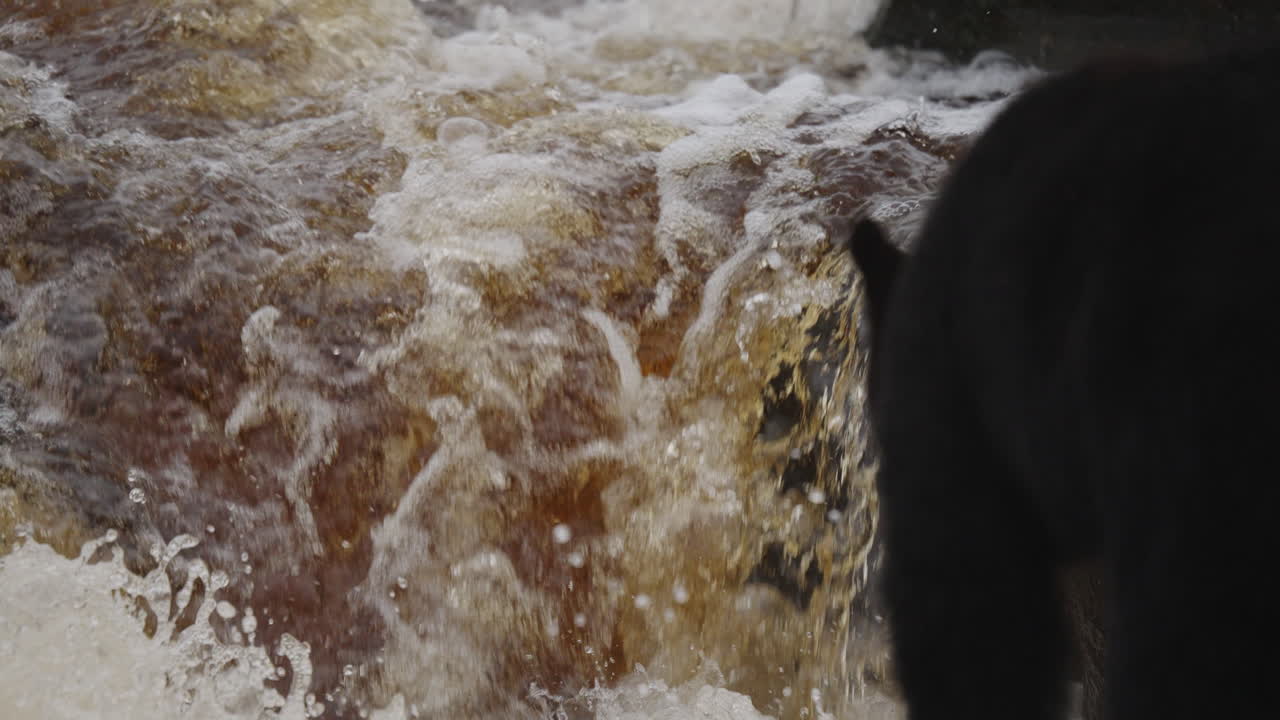 A black bear on the rocks waiting for the salmon to swim up the stream on in British Columbia, Canada. Filling up on food before going into hibernation for the winter