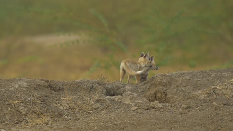 two desert fox pups or kits play near their den in the rann of kutch in gujarat in india, denning in the early summers they wait for their parents to come with food